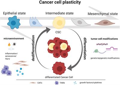 Frontiers | Recent Advances In Cancer Plasticity: Cellular Mechanisms ...